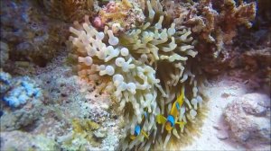 Красивые подводные сьемки