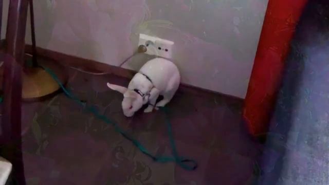 Лапландия. Мы гуляем по деревне Санты Клауса. смотреть онлайн