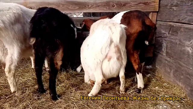 Готовимся у окотам. Обзор
#ЖизньБезПрикрас #козы #коровы #нубийскиеКозы #Уяр #Красноярск