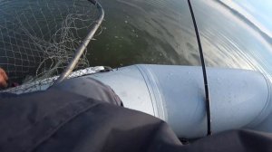 Ловля судака на Волчихинском водохранилище