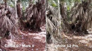 Canon G7 Mark II VS Iphone 12 Pro