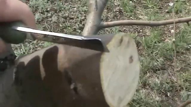 Прививка яблони. Grafting a tree. Самый простой способ! Приживаемость 100%
