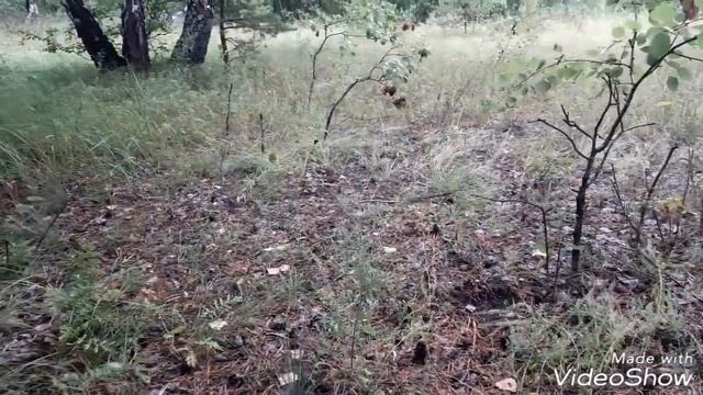 Как я собираю грузди смотреть онлайн