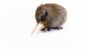 Птичка киви съела киви