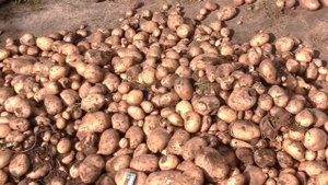 (62)Урожай картошки с одной сотки.