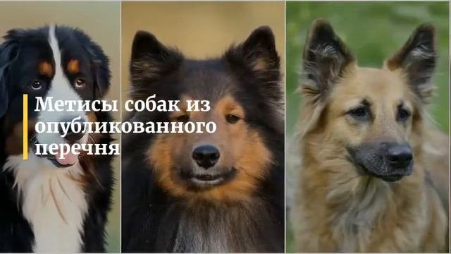 Список потенциально опасных пород собак