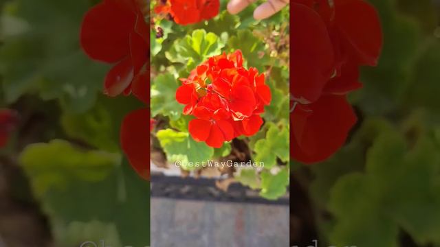 Tecoma flowers | trumpet flower, Esperanza || Geranium, Pelargonium plant in #terracegarden