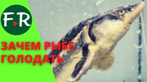 Голодная рыба - вкусная рыба. Как и куда продаётся осетрина. АкваФерма Антона Алексеева.