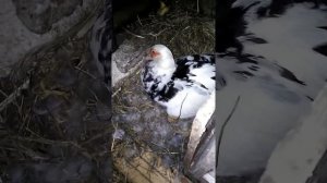 Нужно ли забирать утенка от утки если он вылупился один?