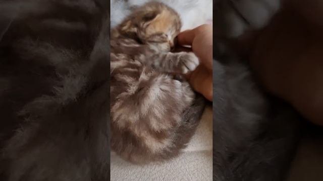 длинношерстные шотландские котята