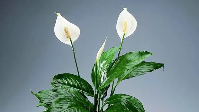 Легенда о «женском счастье», цветке Спатифиллум. смотреть онлайн