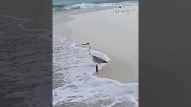 Mood ----- Со звуком ? смотреть онлайн