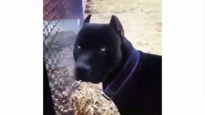 Black Pitbull Panther best breed in world 2021 New