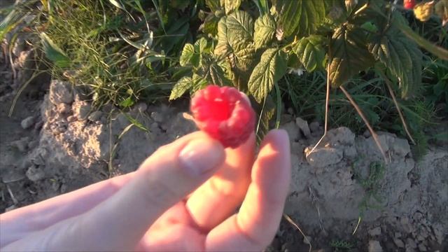 Поездка на гектар с готовым яблоневым садом, и малиновыми плантациями. #гектар #мойгектар