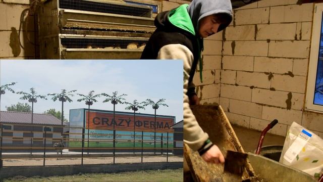 Инкубация перепелов без переворота яиц! Уход за перепелами.