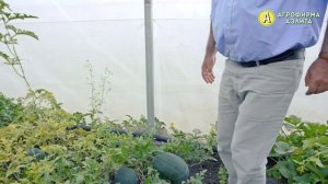 КАК ВЫРАСТИТЬ АРБУЗЫ – Семена Сочных и Лучших Сортов Арбузов