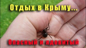 Какие опасности в Крыму поджидают туристов Чего следует опасаться на отдыхе в Крыму.