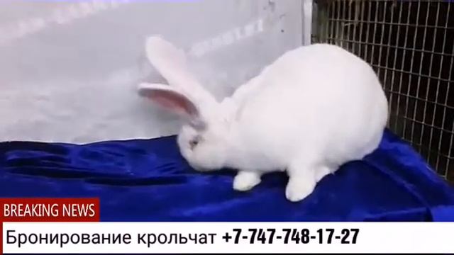 Кролики породы Бельгийский великан окрас белый ремонтный крол 6.5 мес смотреть онлайн