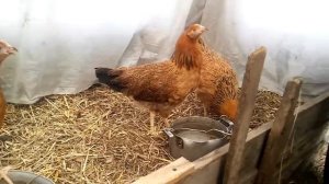 Кучинские цыплята в три месяца 2