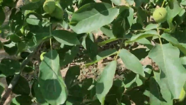Скороплодный гроздевидный орех Левина Россия Dulce Gardens