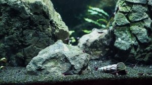 Подготовка воды для аквариума