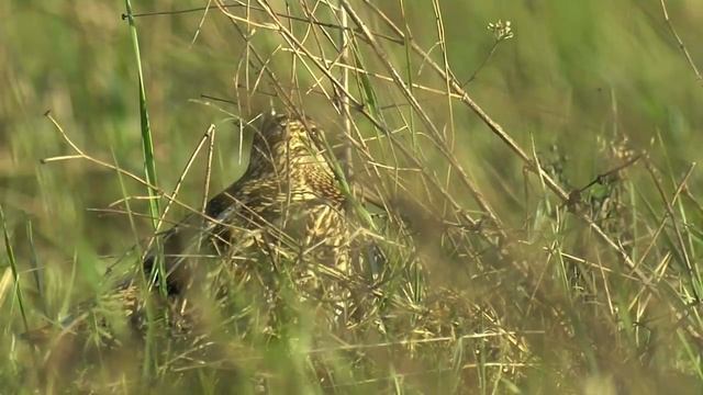 Дупель. Ток. Great snipe. смотреть онлайн
