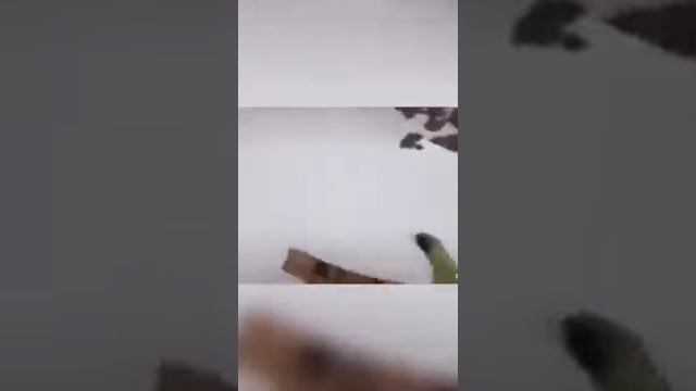 Кешик может обратно ! смотреть онлайн