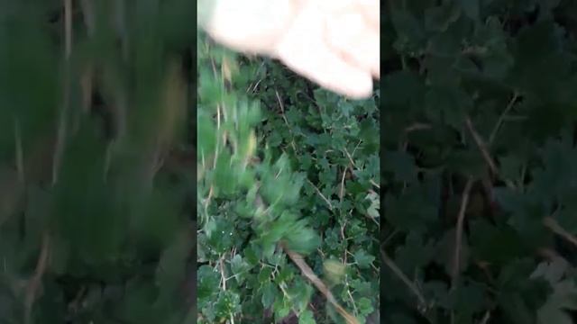 Бесшипный КРЫЖОВНИК! Показываю ягоды смотреть онлайн