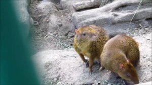 Агути и морковь. Central American agouti (Dasyprocta punctata) Nikolaev Zoo