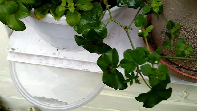Какие цветы посадить на балконе.Мои цветы и клубника