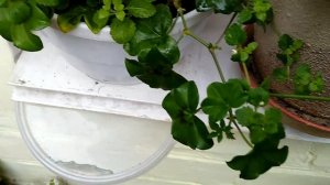 Какие цветы посадить на балконе.Мои цветы и клубника