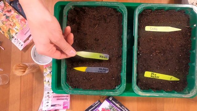 Посев эустомы | Эустома посадка и уход | Как вырастить здоровую рассаду эустомы | Ирландская роза смотреть онлайн