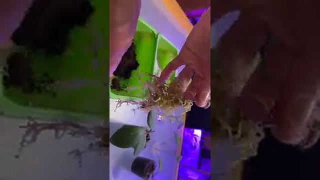 Результаты укоренения черенков хойи ( Hoya) разными методами смотреть онлайн