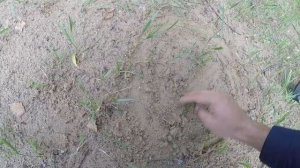 ОБЗОР Скан трек Тесла 1000 копаем!!!