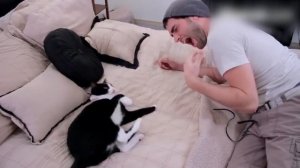КОТЫ VS СОБАКИ