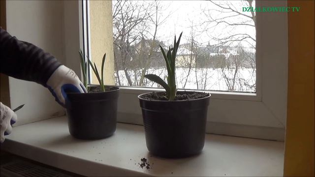 SADZENIE I UPRAWA AGAWY смотреть онлайн