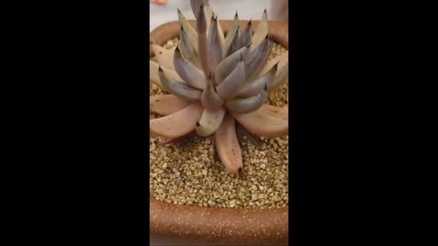 Succulents ID Echeveria unguiculata смотреть онлайн