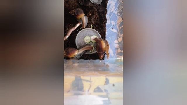 что делают улитки