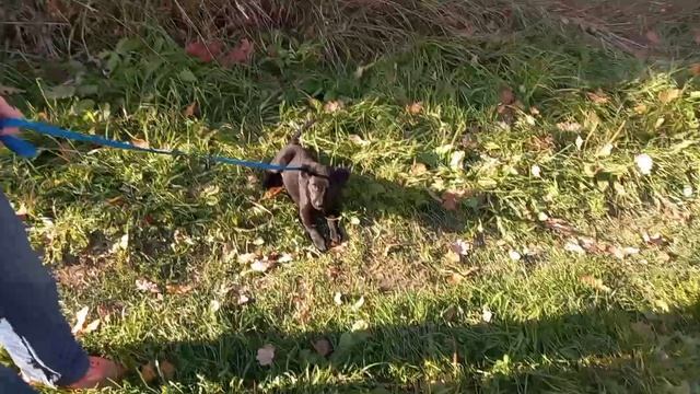 Щенок Лабрадора 2 месяца на прогулке смотреть онлайн