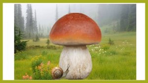 Учим стихотворение про грибы