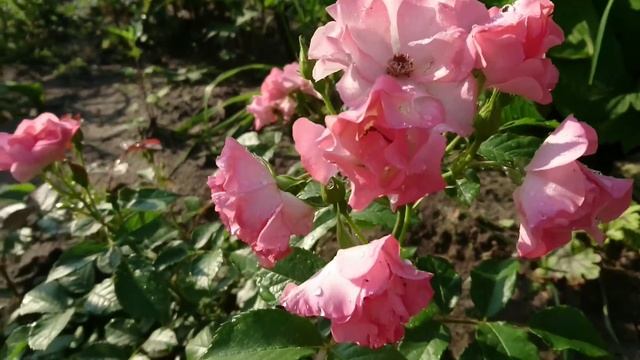 Роза Jacky's Favorite. Обзор. смотреть онлайн