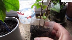 КОГДА лучше УКОРЕНЯЕТСЯ  БУГЕНВИЛЛЕЯ - в АВГУСТЕ или в НОЯБРЕ? Сравните результаты.