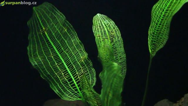Aponogeton madagascariensis - Madagascar Lace - Kalatka madagaskar. - Akvarijní rostliny | SURPAN.c смотреть онлайн