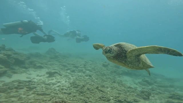 Scuba Dive with @TridentAdventures смотреть онлайн