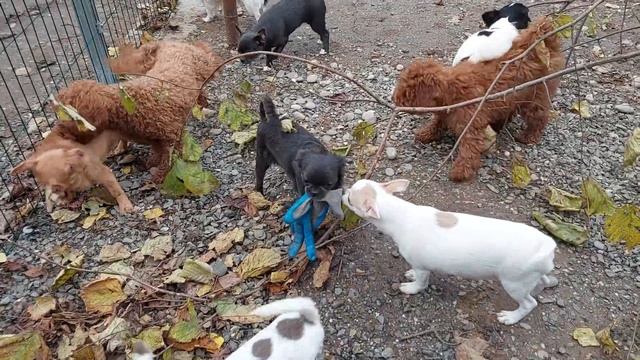 #влог 1 декабря 2023 год #chihuahua #toypoodle #sale #puppy  #Kastropulo #Кастропуло #милота #любов
