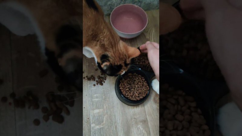 Вечно голодные котики А могла бы быть реклама -нибудь корма #ольга_дом_и_дача #котики