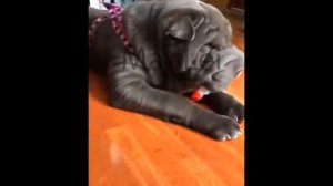 Sharpei Blue Female Domlu Bro