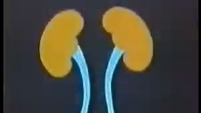 Фильтрация первиной мочи. Вторичная моча смотреть онлайн