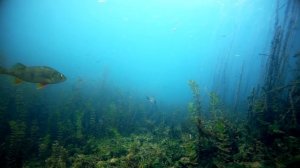 ЩУКА НА ЖИВЦА! АТАКИ ЩУКИ! УБОЙНАЯ РЫБАЛКА