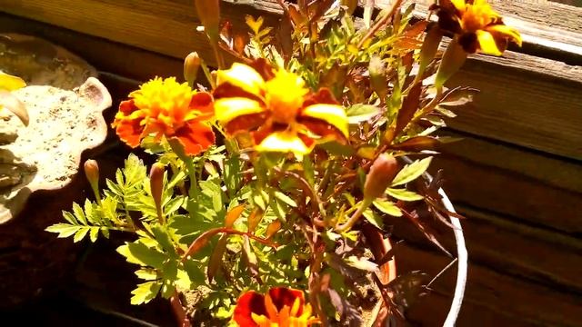 Печенье из мясорубки...прям уже румяное и вкусное! смотреть онлайн